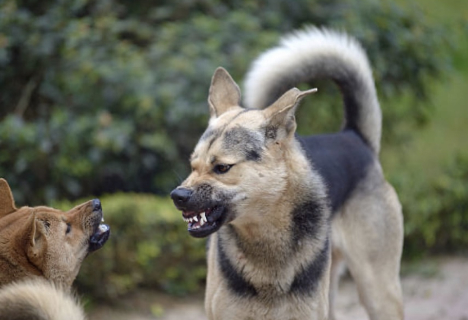 Dog on Dog Aggression or Reactivity